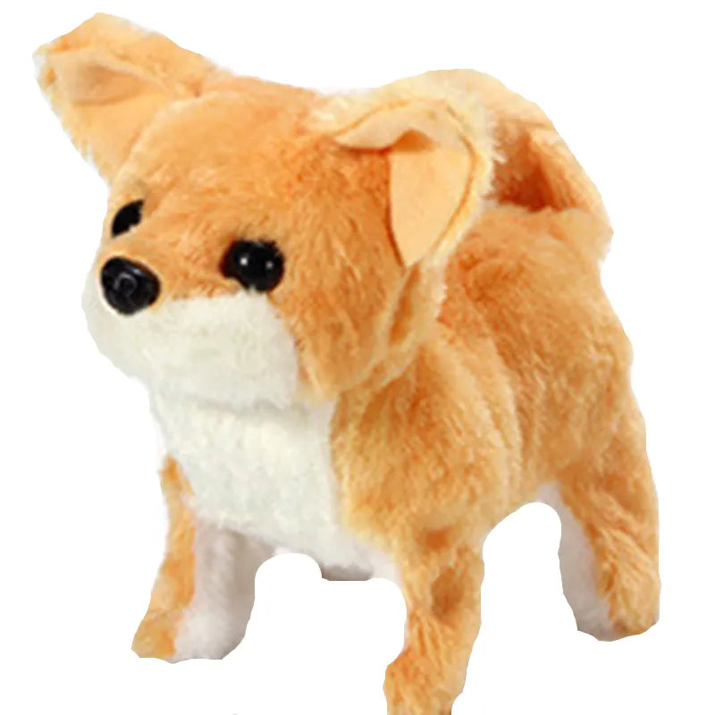 Corgi